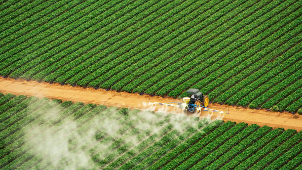 Best Termite Control Services  in Pinewood Estates, TX