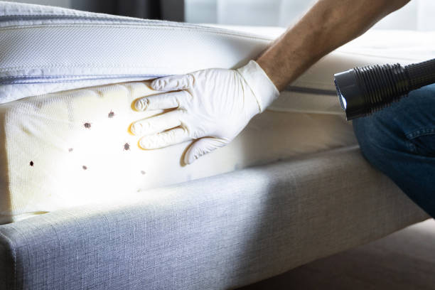 Best Pest Control Near Me  in Pinewood Estates, TX